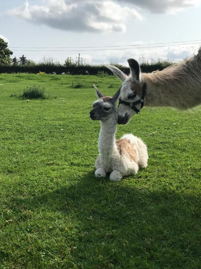 The Beautiful Lazy Llama Shepherd Hut Farm * Ballyshannon