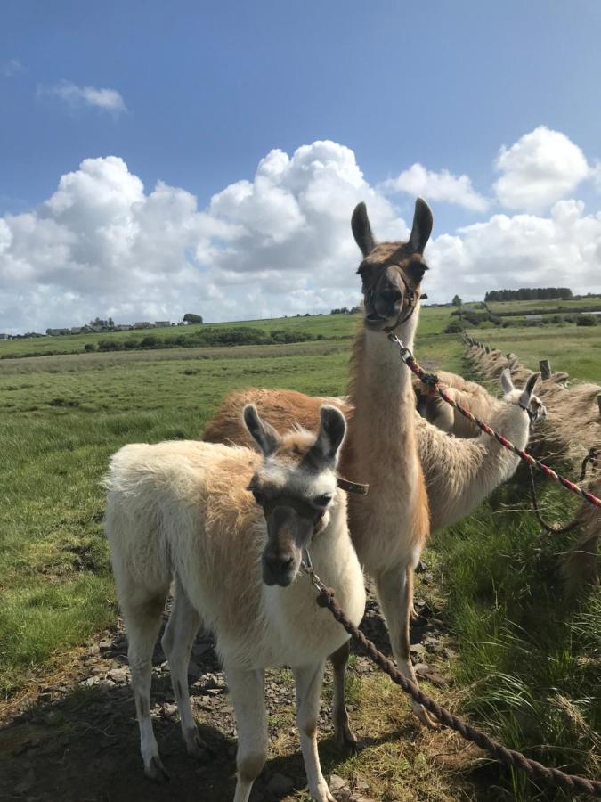 Holiday home The Beautiful Lazy Llama Shepherd Hut Farm *