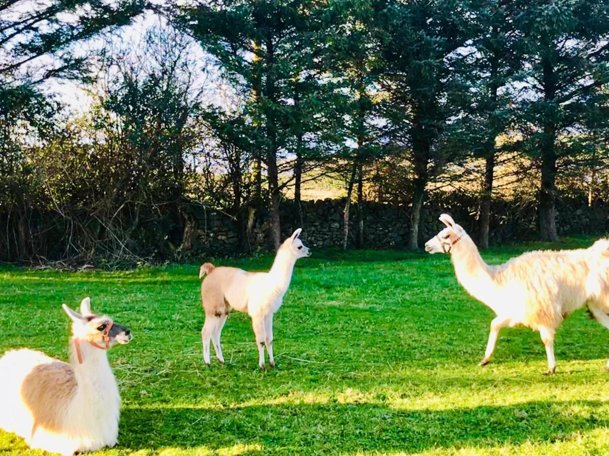 Holiday home The Beautiful Lazy Llama Shepherd Hut Farm *