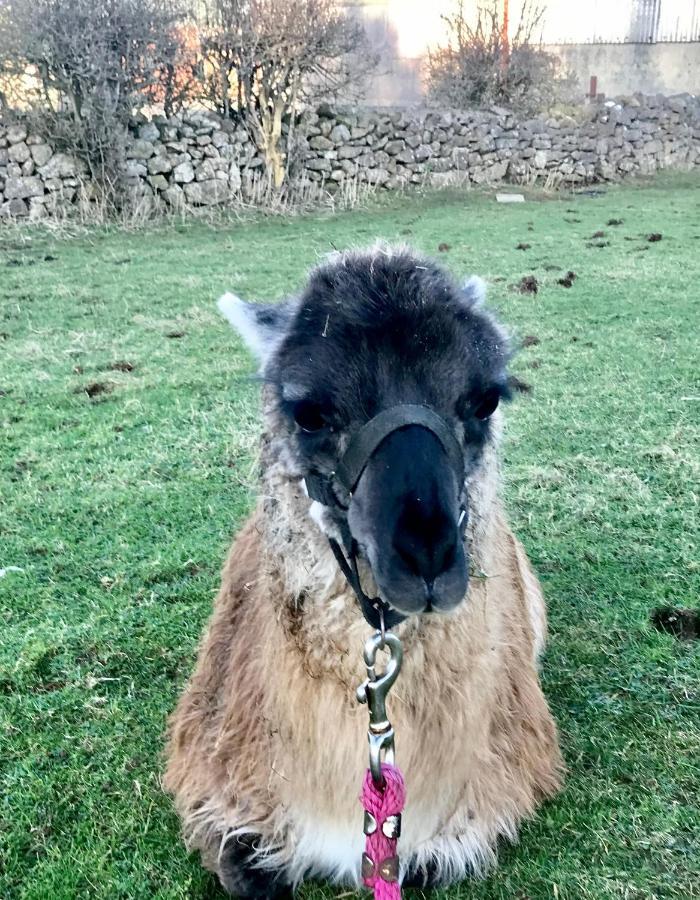 The Beautiful Lazy Llama Shepherd Hut Farm Holiday home